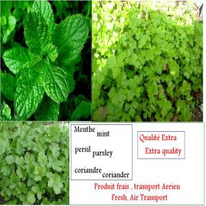  Menthe,persil,coriandre - fruits et légumes nous proposons le produits et herbes frais suivant - --menthe, persil, coriandre--qualit&eacute; extra--produit frais ,   transport a&eacute;rien--depart aeroport casablanca (maroc) pour toutes les destinations au mondes .--emballage carton de 5 kilos bouquet de  50 grammes--prix fob casablanca - 2.72 