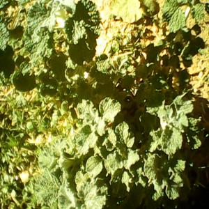  Feuilles De Marube Bio - matiere vegetale phytotherapie----feuilles de marube bio ----famille - lamiaceae--genre - marrubium--espèce - multibracteatum humbert et maire----vertus médicinales---le décocté ou le jus de la plante fraîche sont employés c--la décoction est aussi utilisée  ant