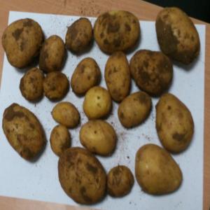  Pomme De Terre De Consommation - fruits et légumes nous disposons de pomme de terre fraîche nouvelle récolte,  variété nicola de 1 mm à 35 mm--de 35 à 55mm et de 55mm+--