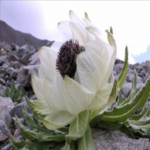  Producteur Plantes Médicinales Hymalayennes Bio - matiere vegetale producteur société française,  en collaboration avec l'institut de médecine tibétaine locale,  basé dans les montagnes de haute-altitude au nord du yunnan,  nous proposons une série de plantes médicinales hymalayennes alpine entièrement nat