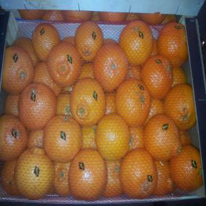  Clementine Nour Agadir - fruits et légumes clementine nour  maroc pour export calibre 3 box 10 kg,  117 coli/ pallette,  2405 colis/conteneur prix fob agadir maroc - --- box 10 kg,  117 coli/ pallette,  2405 colis/conteneur--- 10 tc 