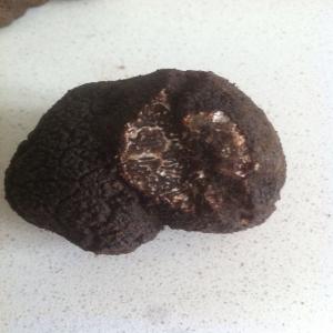  Truffe Noire De Soria España - aliments pour animaux soria de truffe noire sélectionnés,  raboté. cueilleurs sont pas d'intermédiaires. collecte quotidienne,  expédition dans toute l'europe. france (24,  48h). entreprise sérieuse. grands prix et négociables.--