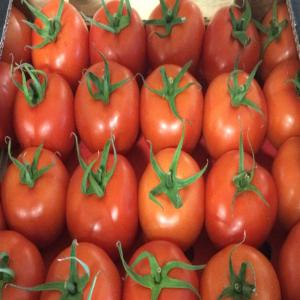  Tomate - fruits et légumes tomate en provenance de turquie different calibre possibilite de livree dans toute l'europe. photo possible sur demande. prix sur demande 