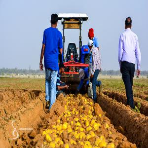  Pomme De Terre Vendre Stock 10 000 Tonnes - fruits et légumes les int&eacute;ress&eacute; doit pr&eacute;voir leur propre logistique pour transporter leur marchandise. sur ceux la p&eacute;riode de r&eacute;cole est pr&eacute;vu en d&eacute;but f&eacute;vrier autrement dit durant la premi&egrave;re quinzaine du mois de f&eacute;vrier