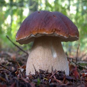  Champignons Secs (cèpes,girolles, Etc..) - champignon levure toutes varietes de champignons secs vous recherchez des champignons secs  alors contactez mois pour des c&egrave;pes (3 qualit&eacute;s distinctes) ,  des girolles ,  des morilles,  des trompettes ,  des mousserons, de l'amanite des c&eacute;sars----au kilo,  a la tonne en fonction de vos besoins--tarifs 