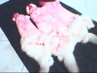  Peaux De Lapins Salés - animaux vivants vend peaux de lapin  en provenance algerie --couleur- blanc 60%,  40% de couleur --la longueur du poil- 1, 5 cm --taille- un  peu plus grand que de 1 p²--poids- 250 &agrave; 300 grammes par la peau.--origine- algerie   --prix exw -    me contacter