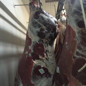  Viande De Boeuf Et De Vache Halal - viandes et oeufs carcasse et decoupes de boeuf halal,  prix variable,  selon la qualite et la categorie d'age/poids. pour les decoupes,  priere de me contacter pour une liste detaillee de prix. je peux envoyer des photos des betes et de l'abattoir et toute info que le client considere utile.