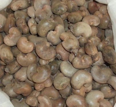  Vente De L'acajou De Bonne Qualité - céréales j'ai plus de 500 tonnes  de noix d’acajou de meuilleur qualité,  stockés dans des magasins au benin et déjà emballés dans des  sacs et nous recherchons de ce faits des clients tant au niveau de la sous région qu'international pour la livraison imédiate