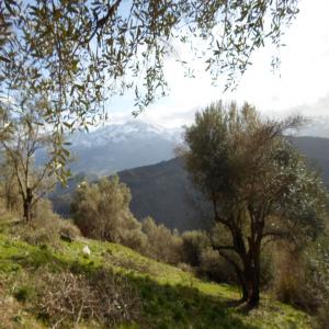  Plantes Médicinales - horticulture plante biocarburant vends feuilles d'oliviers  et autres plantes médicinales 100% bio pour tisanes afin de combattre hypertension diabète cholestérol ...--feuilles d'eucalyptus--orties--plantes aromatiques --petites ou grandes quantités --livraison par nos soins--emballage bio papier kraft o