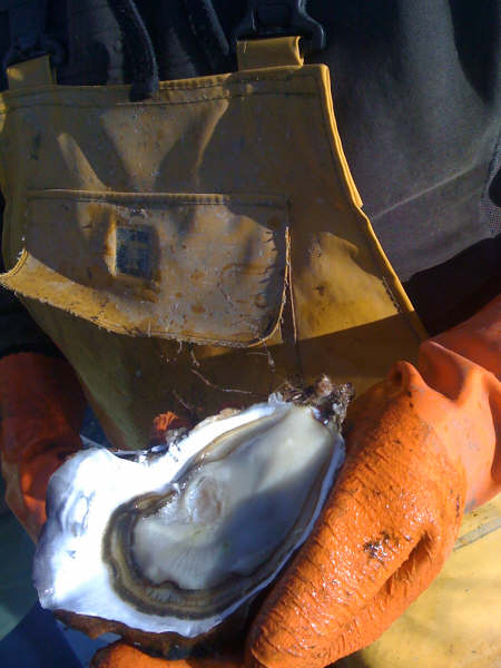  Huitres De Bouzigues - coquillage crustacé ostreiculteur sur le bassin de thau vend huitres belle qualite.n° 0-1-2 et 3--ideales pour exportation. coditionnement en caisses de 15-13-5 et 2 kg.production reguliere toute l'annee et en grosse quantite.