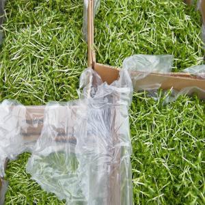  Plantes Du Littoral Atlantique - épices aromates récoltons plantes du littoral atlantique,  nouvelle ecosse,  canada--liveche écossaise,  arroche,  caquillier,  pourpier,  suédas,  salicorne, ...--proposons nos produits en frais,  mais aussi en déshydratés.--aussi,  baies,  algues et champignons.--rose hips ( poudre et grai