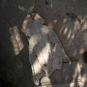  Salés Séchés - poissons société d'exportation de produit basé exporte du poissons salé séchés variété -requin, lotte, et thon , capitaine le mode de payement se fera par lettre de crédit ou virement .les intéressées veuillez nous contacter 