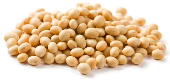  Graines De Soja - féculents nous offrons du soja sans ogm,  ainsi que des variétés conventionnelles et biologiques pour les produits alimentaires et les aliments pour animaux. le soja génétiquement modifié est également disponible pour les marchés nationaux et internationaux. les