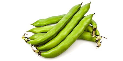  Whole Split Faba Beans - starchy faba bean also known as the broad bean,  fava bean,  field bean,  bell bean,  or tic bean,  is a species of bean(fabaceae) native to north africa,  southwest and south asia,  and extensively cultivated elsewhere. we source,  trade and export the highest quality whole and split faba beans worldwide. we are d