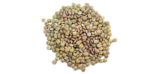  Lentilles Eston Et Richlea Vertes - féculents ces variétés de lentilles vertes sont les plus populaires sur le marché des lentilles de sourcing. souvent mélangées avec du riz,  les lentilles sont un aliment de base dans la cuisine méditerranéenne. nous travaillons directement avec les meilleurs pr