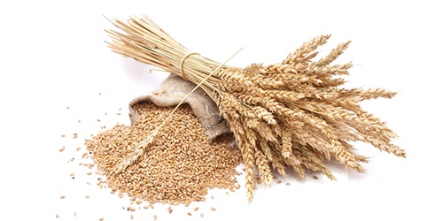  Blé Du Canada/usa - cereals le blé est une céréale,  originaire de la région du proche-orient et hauts plateaux éthiopiens,  mais maintenant cultivé dans le monde entier. contactez-nous pour discuter de votre achat de blé. nous travaillons directement avec les meilleurs producteur