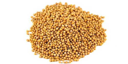 Graines de Moutarde - épices aromates les graines de moutarde sont les petites graines rondes de diverses plantes de moutarde. les graines de moutarde peuvent etre colorées du blanc jaunâtre au noir. contactez-nous avec votre demande et nos représentants vous aideront à obtenir les quantités dont vous a