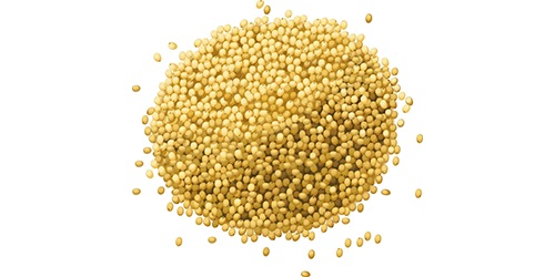  Millet - starchy a small,  round grain,  millets are used in cereal,  beer brewing,  and various other types of cuisine. we source,  trade and export the highest quality millet worldwide. we are directly working with world s top agricultural producers to fulfill all your requirements at competitive prices. we pride ourse