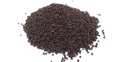  Canola Seeds - cereals we source canola (rapeseed)in various quantities. we have market experts who study trends and can always find you the best price for your procurement. we source,  trade and export the highest quality canola seeds worldwide. we are directly working with world’s top agricultural producers to fulfill al