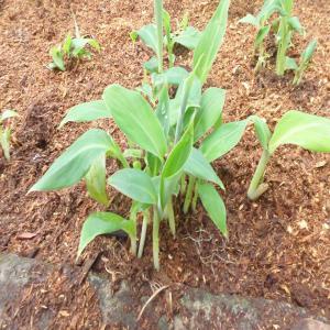  Pépinière De Bananier - conseil et formation cabinet d'expertise agricole vous aide à produire vos plants de bananiers sains. nous sommes en côte d'ivoire et intervenons dans plusieurs pays d’afrique.