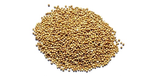  Coriandre - aliments pour animaux coriandre,  aussi connu comme le persil chinois ou dhania,  est une plante herbacée de la famille des apiacées. la coriandre est originaire des régions allant de l'europe du sud et afrique du nord à l'asie du sud-ouest. nous travaillons directement avec les meilleurs produc