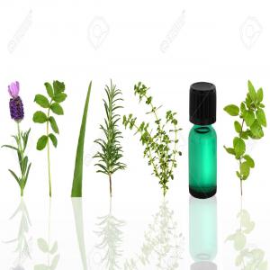  Essences Naturelles - huiles vendre des essences des huiles naturelles telles que le romarin,  cyprès,  thym rouge et de la lavande.--nous gros et de détail également à la fois temportada brut essence et dans les doseurs en trois tailles avec option dáutres mesures.--si vous etes intéressé
