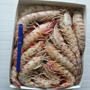  Poulpe Crevette Seiche Congelés - coquillage crustacé poulpe crevette seiche congelés depuis 1980 vous propose la vente de fruit de mer en gros- - poulpe - préparation selon la demande (iqf; en bloc; nettoyées...) - crevette- préparation selon la demande ( bloc décortiqué,  sans tete...) - seiche - prépar
