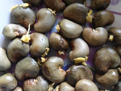  Cashew Nut - roasted seeds and nuts hello, --we are import export company,  we are able to provide you with tropical products,  such as- cashew nuts,  sesame,  shea butter,  ginger,  soy,  mil and sorghum,  etc ...--we can also provide you with products like rice,  sugar,  vegetable oil--we can offer you the best price--if you need our products 