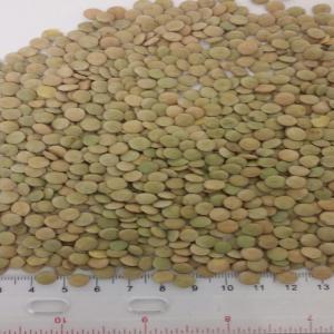  Lentilles Vertes Canada Grade - fruits et légumes bonjour, ----proposons lentilles du canada grade 2 en sacs de 50kg.--possibilit&eacute; de livraison tous les ports.--n'h&eacute;sitez pas &agrave; nous contacter pour plus d'infos.--merci 