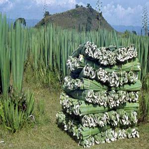  Filasse Afrique Et Madagascar - matiere vegetale grossiste en filasse provenance d'afrique et madagascar,  nous travaillons directement avec les producteurs locaux et avons des contrats d'exclusivités pour les 5 ans à venir novembre 2019 (à renouveler),   nous fournissons tous pays sans exceptions...----tarifs discount,  le plus 