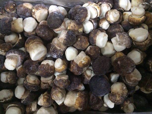cépes, girolles, morilles et autres. surgélés IQF - champignon levure nous sommes 23 ans dans le métier des champignons sauvages. nous vendons également les champignons de culture,  les légumes et les herbes surgelés.----nous avons les certificats iso et ifs 6. ----nous avons une usine en france et une usine en chine.----  --cépes,  mo
