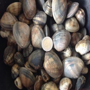  Palourde Japonaise - coquillage crustacé nous sommes producteurs des palourde(r. phillippinarum ) portugal ----
