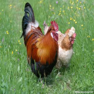  Oeufs De Sulmtaler-brahma-cou Nu-bresse - viandes et oeufs nous disposons des oeufs de poulet de race comme les----sulmtaler---brahma---cou nu---bresse--et vendons des poussins issu de ces race.