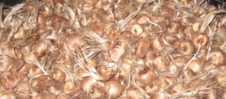  Bulbes De Safran Crocus Sativus 0,14€ - semence graine plant bulbes de safran--safranier producteur,  je vends bulbes (crocus sativus). calibre moyen de 9. quantité disponible importante (jusqu'à 100 000 bulbes). analyse laboratoire attestant la qualité des bulbes- nous contacter. tarifs et quantité 0-500 bulbes- 0, 30€/bulbe 500-100