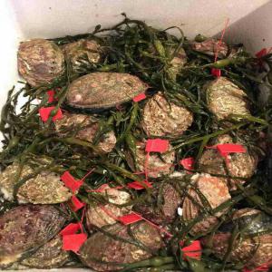  Ormeaux - coquillage crustacé nous distribuons des abalones origine france,  vivants et congelés,  par avion. --ou départ rungis en fob--attention sur les produits vivants la dlc est de 5 / 6 jours hors de l'eau 