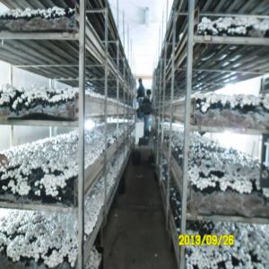  Production Sans Limite - champignon levure en dispose d'une installation de production de champignon de paris et expertise cherche partenaire financier ou acheteur de compost en tunisie ou alg&eacute;rie  