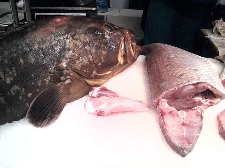  Poissons Frais Ou Congelé - poissons nous sommes une société tunisienne d'export de produits de mer,  nous disposons une grande quantité de poissons de mer frais  fraicheur a  ou congelé,  livraison par avion ou bateau.