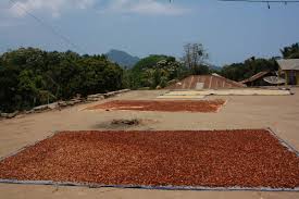  Recherche D'acheteur De Cacao En Gros - café cacao thé le produit est bien s&eacute;ch&eacute; selon les normes avec sa couleur originale s&eacute;ch&eacute;e pas de noirceur pret &agrave; etre industrialis&eacute;.