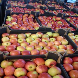  Pommes Polonais - fruits et légumes --  nous sommes une coopérative fruitière située au centre de la pologne. nous vous proposons nos pommes de tous calibres golden -edaret-shampion-elstar-jonaprince,  red chief.. confondus au prix unique de cagette de 13 kg à 0, 39 euro le kg cartons de 18 kg au prix de 0, 40