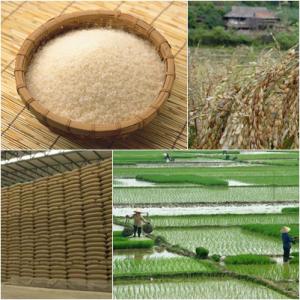  Riz Thailandais Et Vietnamien - céréales riz origine thailande et/ou vietnam.--expeditions en conteneurs uniquement.--prix fob bangkok et hochiminh or c+f--conditionements sous marques ou oem--packaging de 2kg,  5kg,  10kg,  25kg,  50kg.