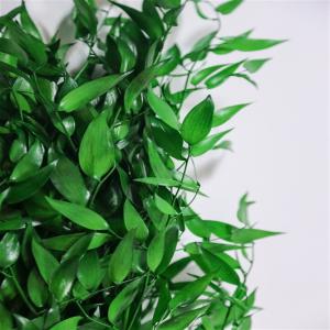  Feuillages, Mousses Et Fleurs Stabilisés - horticulture plante biocarburant société spécialisée dans la vente de végétaux naturels stabilisés pour les décorateurs d'intérieur et les fleuristes. gamme très large avec de nombreuses innovations. produits très qualitatifs. nous vous conseillons et vous