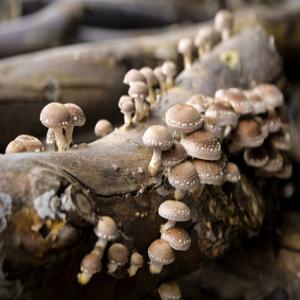  Champignon Shiitake Frais (biologique) - champignon levure champignon shiitake frais d'excellente qualité,  produit dans des troncs (chene et d'eucalyptus). avec la certification biologique.--disponible pour toute l'europe,  en grande quantité.