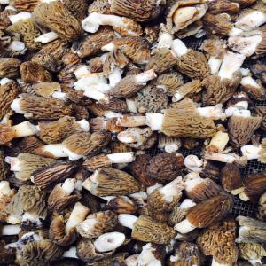  Verpa Bohemica And Morchella Esculenta -  yeast fungus monde à ouvrir leurs marchés. rare pour promouvoir les produits turcs sur le marché mondial. amitiés de construction robuste. trouver des produits qui plaisent au marché turc dans le marché mondial.