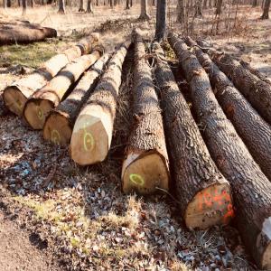  Grumes De Bois Europeens Durs Et Tendre - bois charbon fibre nous cherchons tout producteur de grumes de --peuplier,  chene,  hetre,  frene,  epicea scolité,  erable,  noyer,  etc.--nous avons des contacts dans le monde entier pour vendre vos produits. --n'hésitez pas à nous contacter si vous voulez discuter.