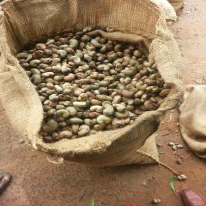  Noix D'anacades Vendre Avec Un Kol De 48 Plus. - fruits et légumes nous vendons de noix d'anacades de très bonne qualité en quantité illimitée.--nous disposons de plus de 50.000 tonnes chaque saison et de plus de 50 kol.--nous allons accepter un contrat à long terme sur une longue période.--nos noix d'anacades sont d'origin