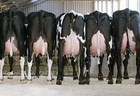  Nous Vendons Des Vaches Laitières - animaux vivants cher monsieur ou madame, --nous sommes une société allemande et vendons les génisses gestantes des races holstein,  simmental (fleckvieh). --production laitiers entre 8000 et 10000 kg par 305 jours.--pour plus de détails,  nous sommes disponibles à tout moment à
