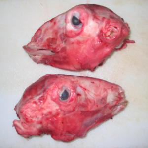  Viande De Ovine Agneau - viandes et oeufs les clients qui recherchent viande de mouton et agneau ch&egrave;vre frais et surgel&eacute;s.ovin caprin 6 cuts de agneaux entier et les produits frais comme chefs d'agneau,  coeur du poumon foie etc ....