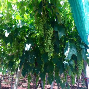  Raisin De Table De Qualité Supérieure - fruits et légumes excellent raisin de table - vari&eacute;t&eacute;s red globe et muscat italia. a vendre sur pieds. r&eacute;colte sera prete d&eacute;but ao&ucirc;t 2016. quantit&eacute; estim&eacute;e &agrave; plus de 200 tonnes. cherchons acheteur(s) sur pieds et/ou collaborateur(s) avec un distributeur/exportate