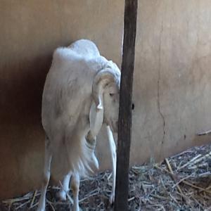  Vente Mouton De Race Balami Du Niger - animaux vivants nous élevons pour la vente des mouton de race balami du niger,  une race à fort potentiel en viande et très appréciée ici,  et dans toute la sous région  ouest africaine.--sommes disposes à étudier vos éventuelles demandes afin de vous pro