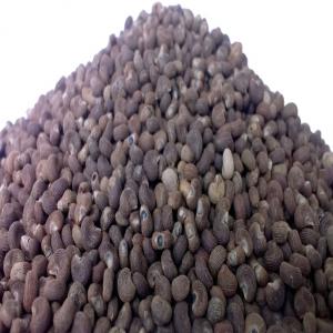  Graines D'ambrette Origine Pérou - semence graine plant sté péruvienne propose de graines d'ambrette pour embarquement à partir de mars 2016.--nous pouvons aussi proposer de 10 tons de graines de schinus molle pour extraction,  graines de rocou (bixa orellana,  graines de quinoa.